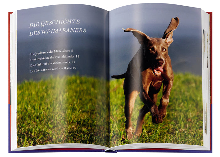 Weimaraner