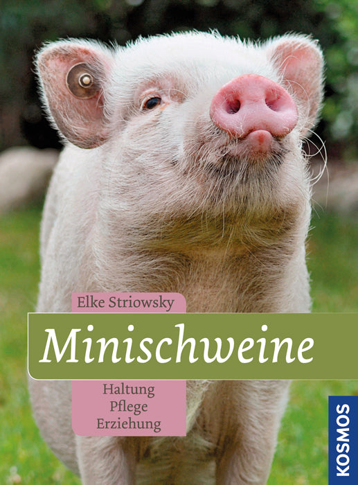 Mini pigs