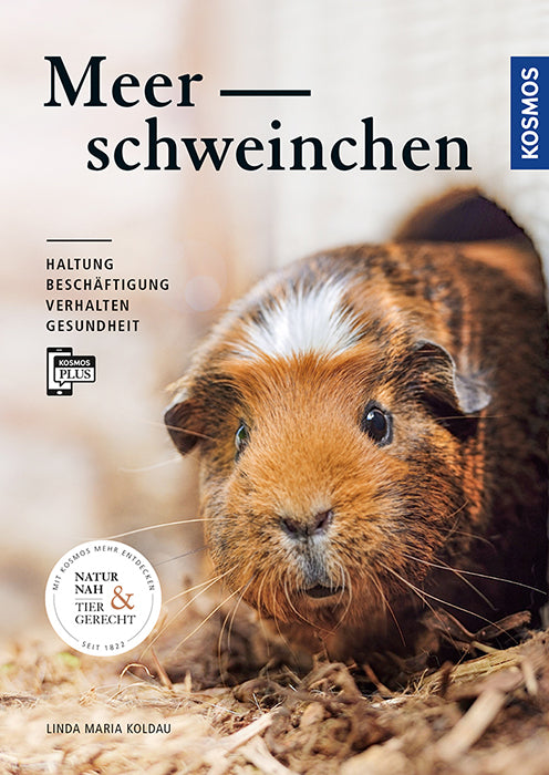 Guinea pig