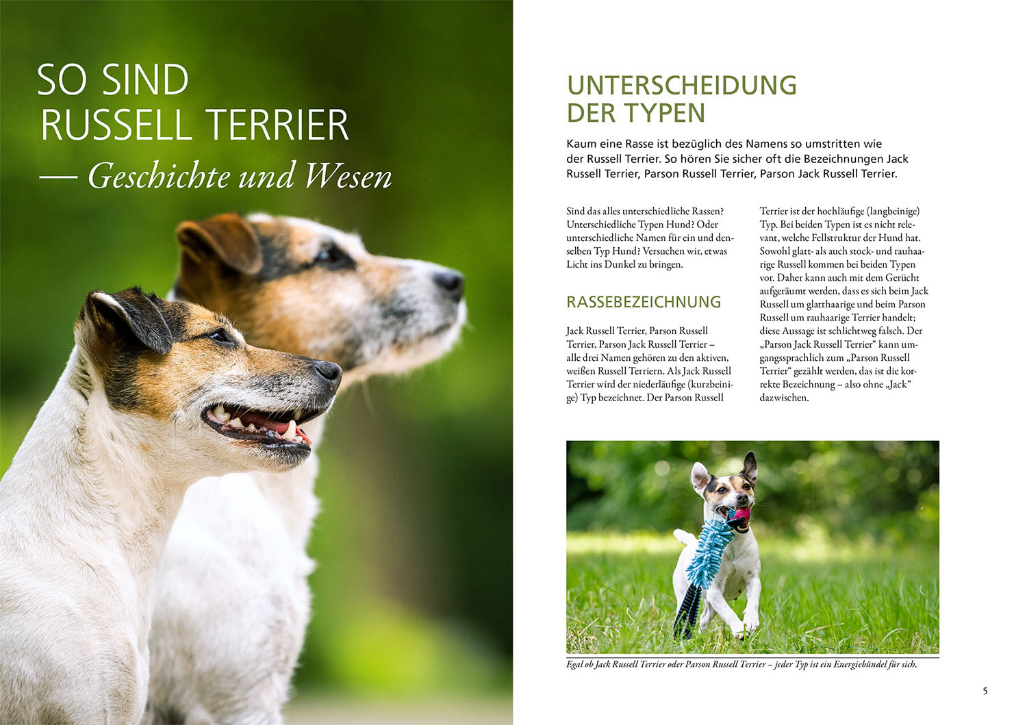 Parson and Jack Russell Terriers