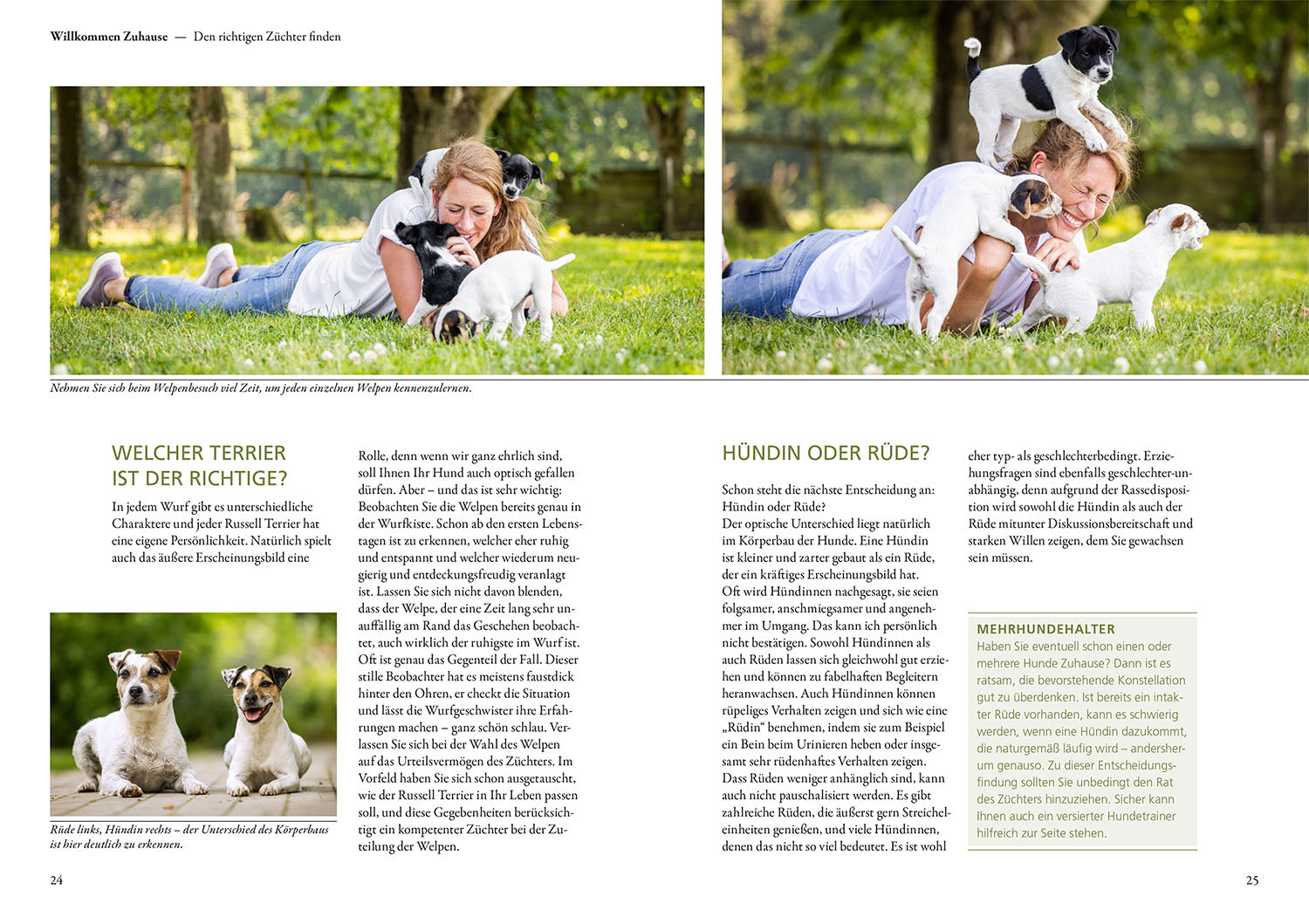 Parson und Jack Russell Terrier
