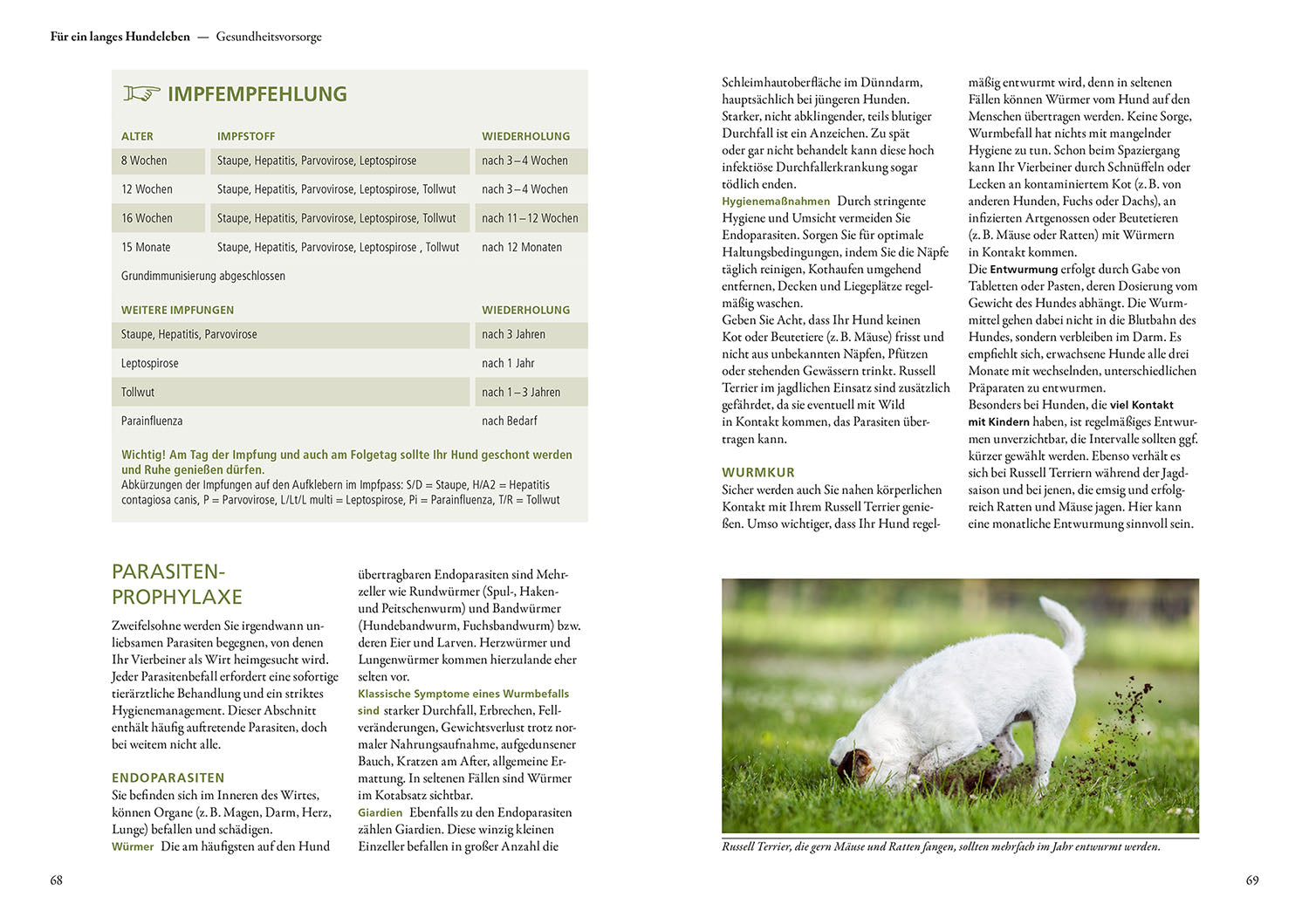 Parson und Jack Russell Terrier