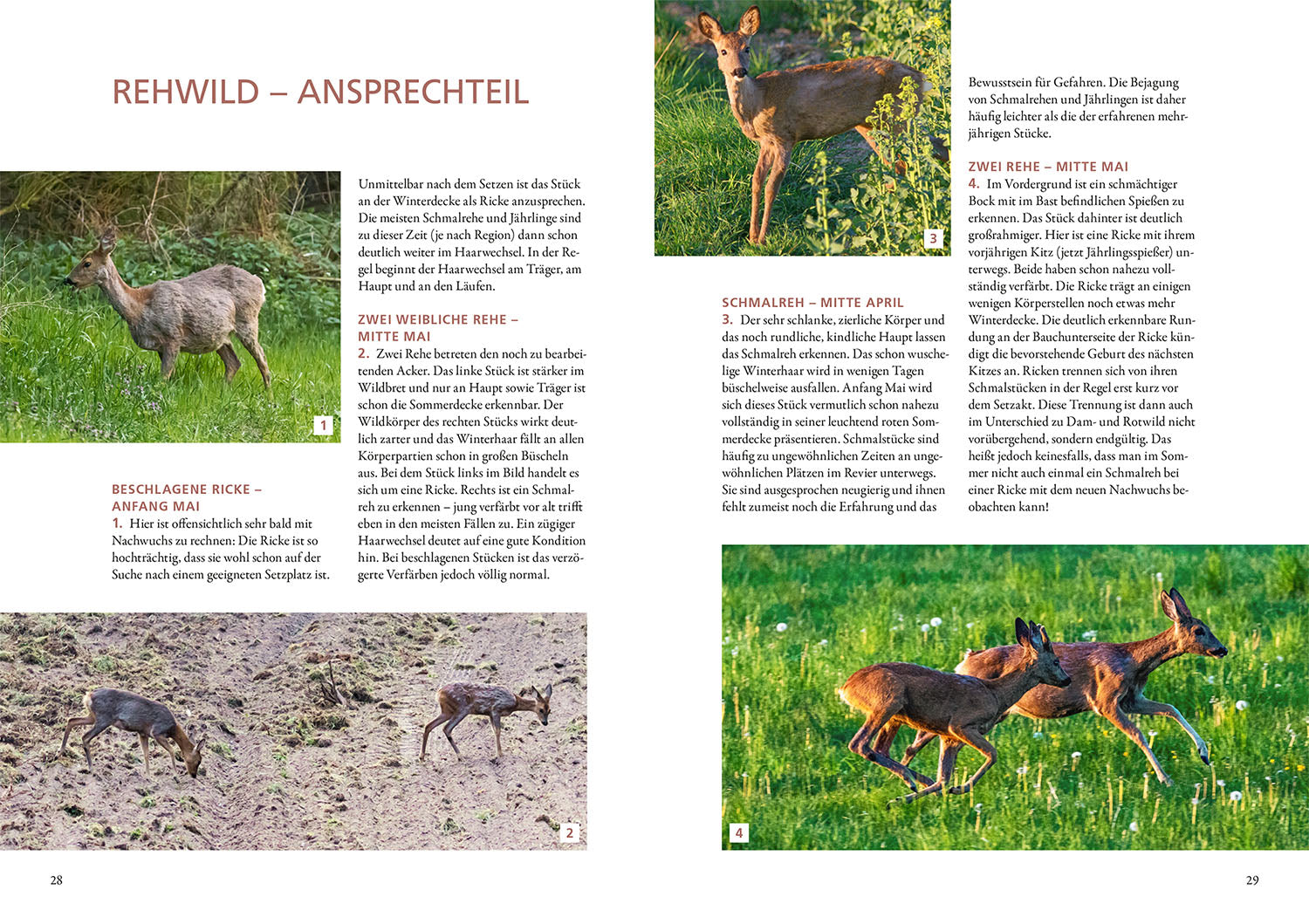 Die Altersansprache des Schalenwilds
