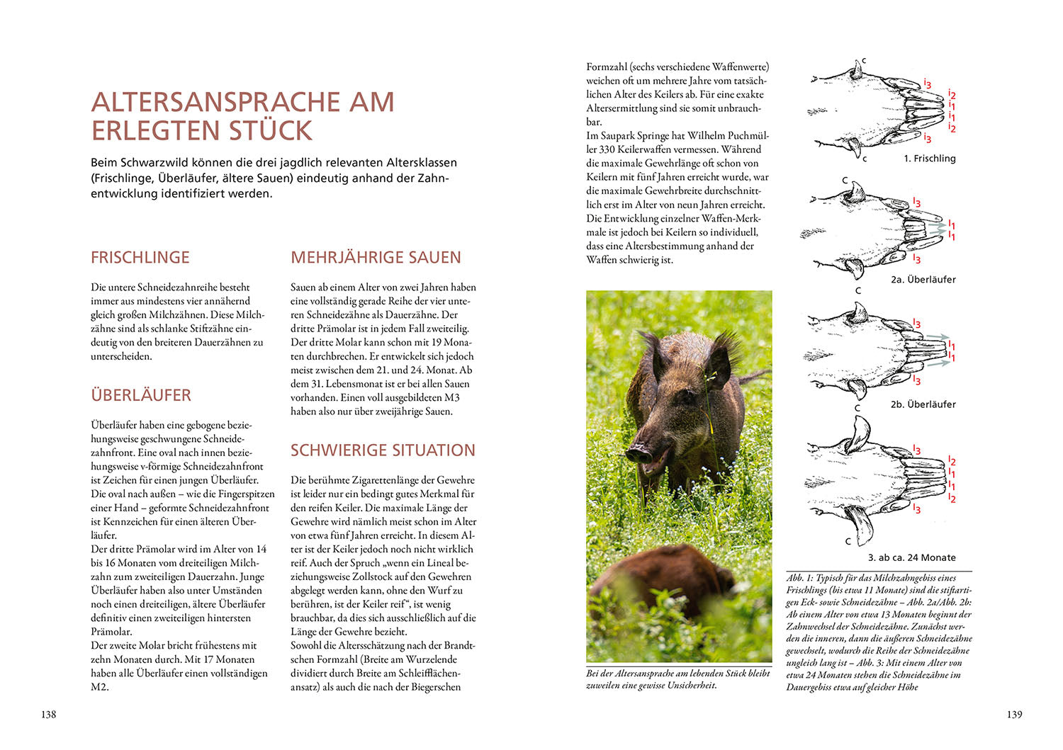 Die Altersansprache des Schalenwilds