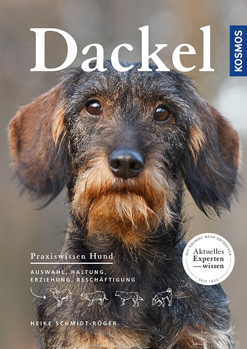 Dachshund