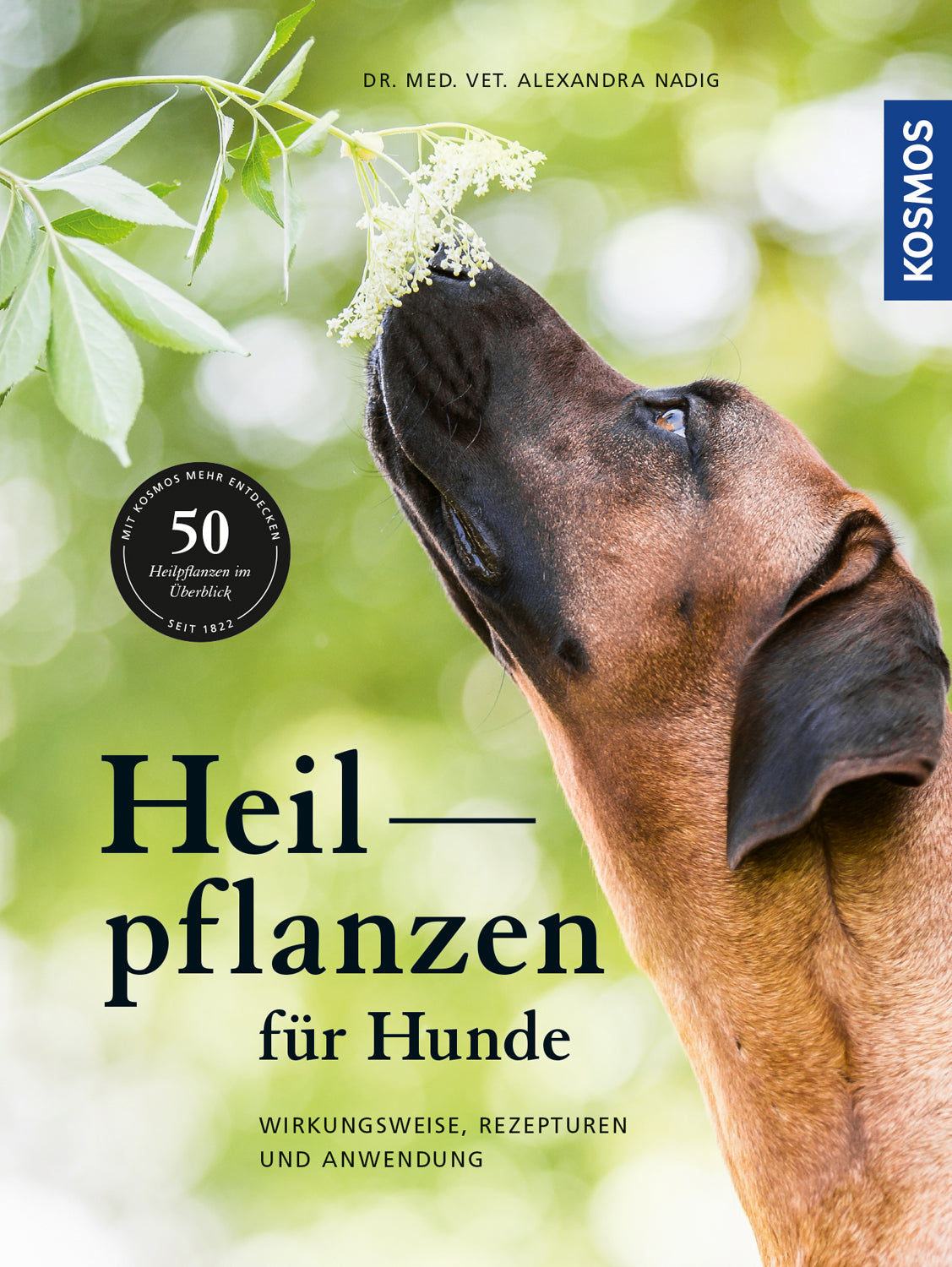 Medicinal Herbs for Dogs
