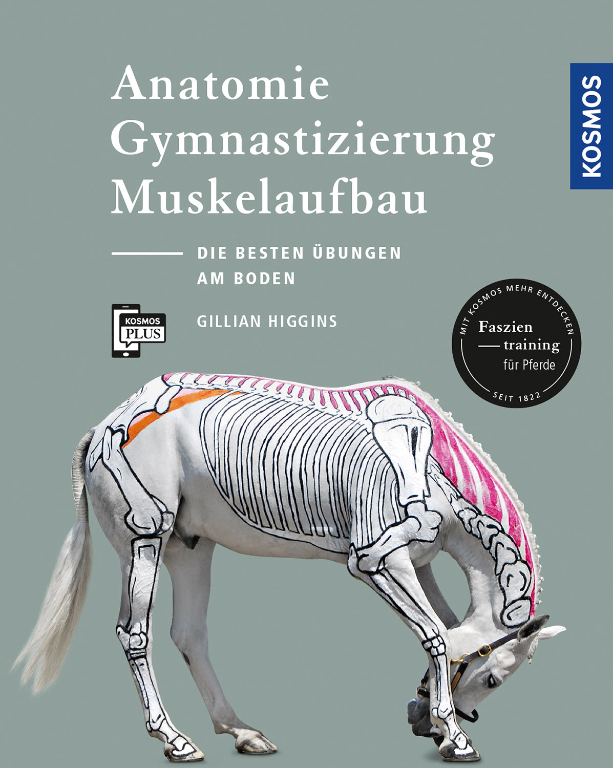 Anatomy, gymnastics, muscle building