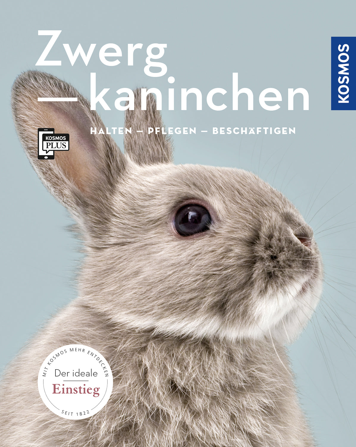 Dwarf rabbit