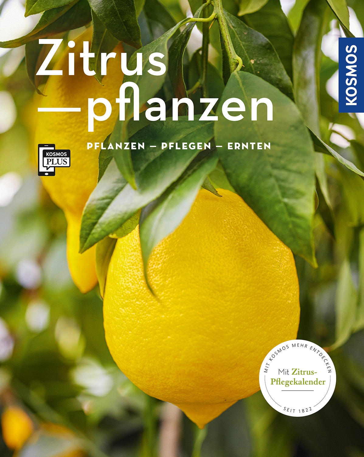 Citrus Plants (My Garden)
