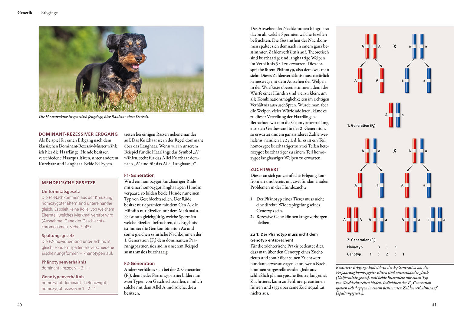 Dog breeding