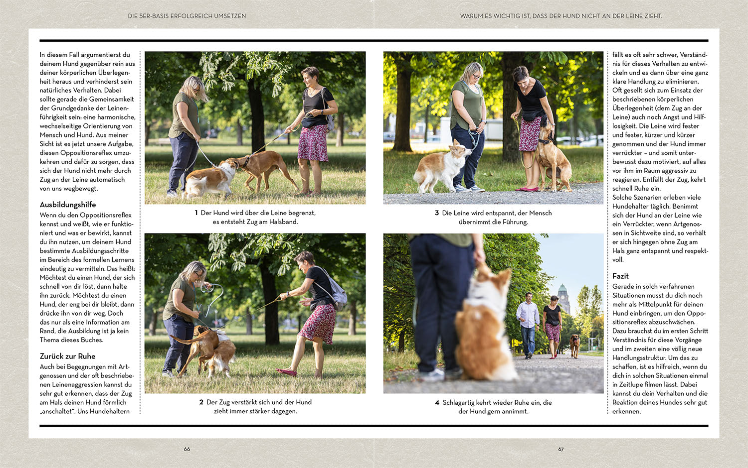 Hunde erziehen – mit der 5er-Basis