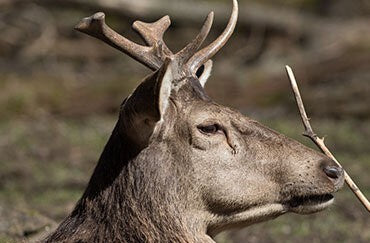 Wissenswertes rund ums Wild