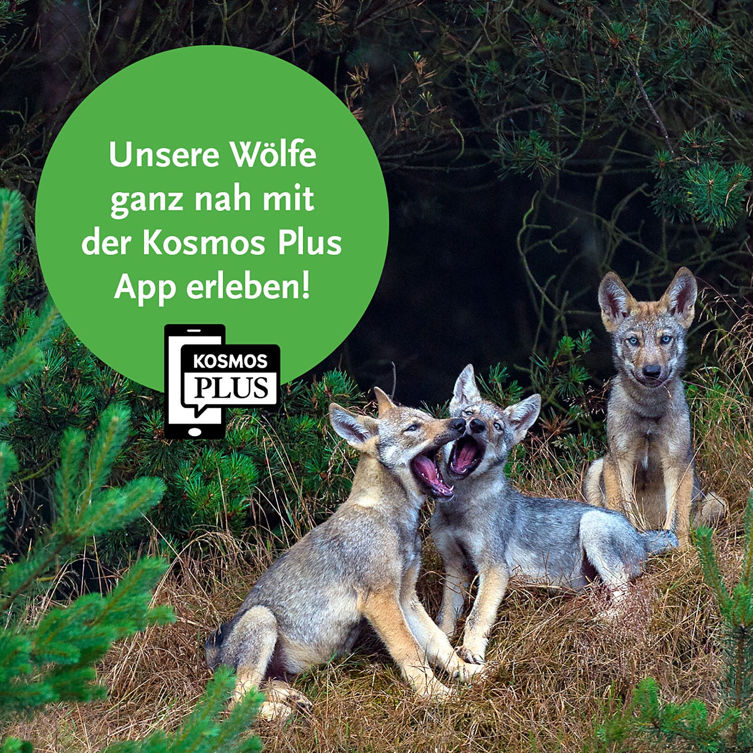 Wolves
