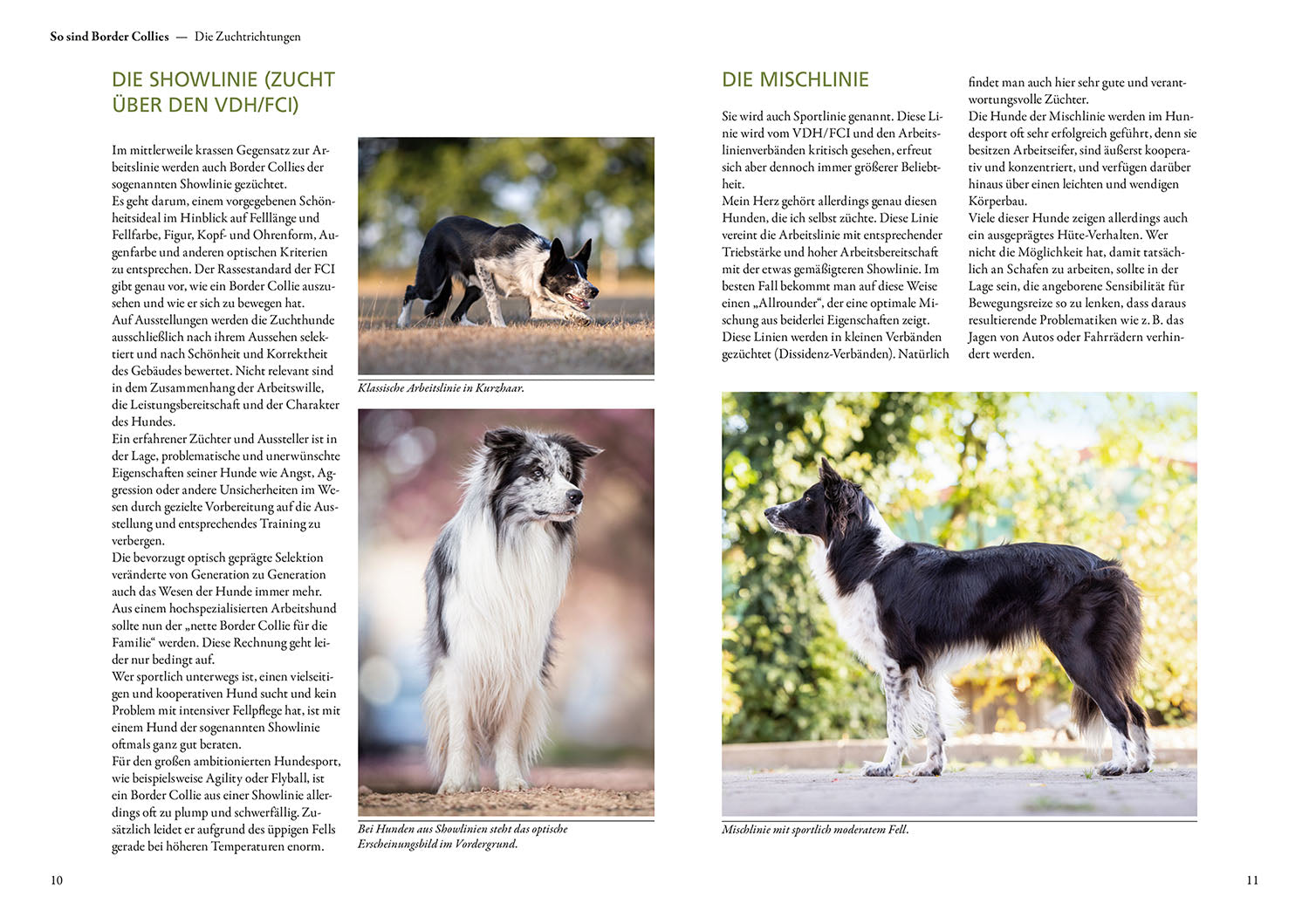 Border Collie