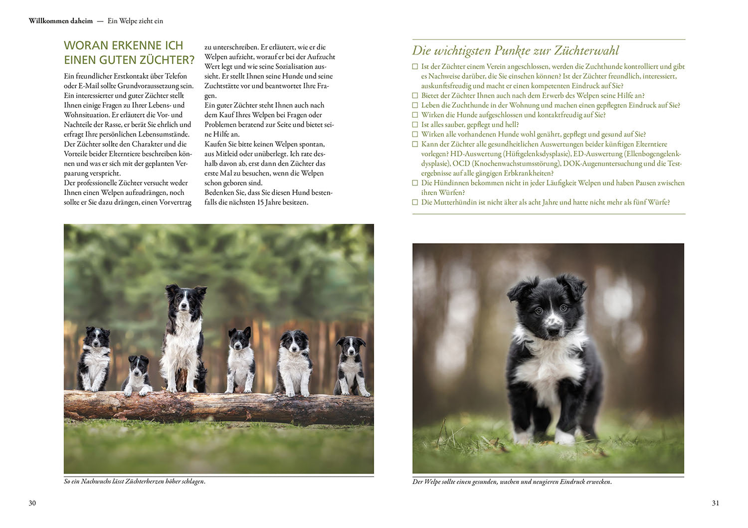 Border Collie