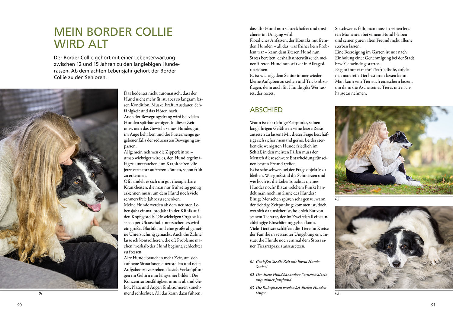 Border Collie