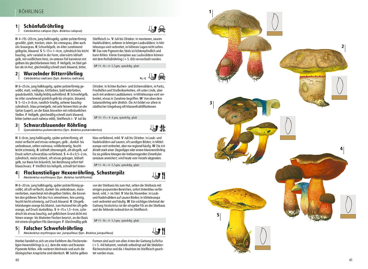 Das Kosmos-Handbuch Pilze