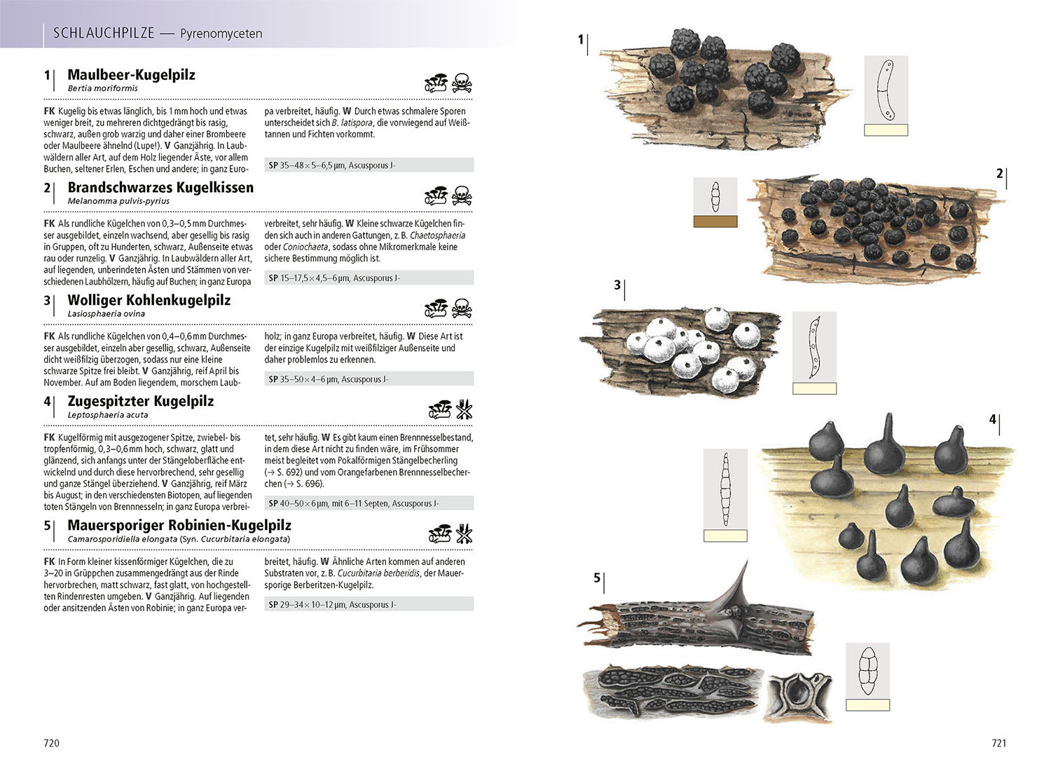 The Kosmos Handbook of Mushrooms
