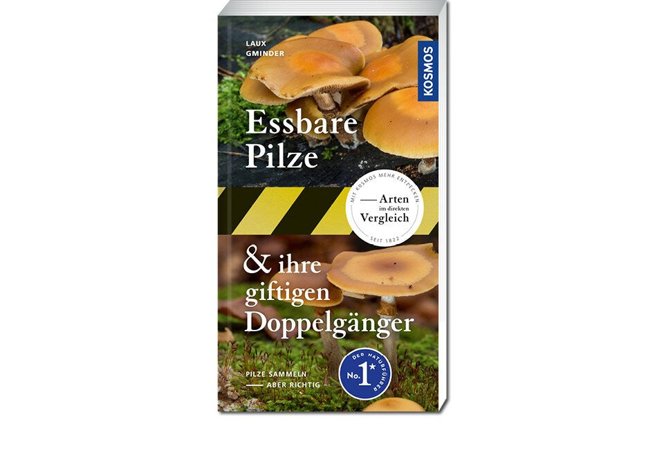 Pilze sammeln – aber richtig