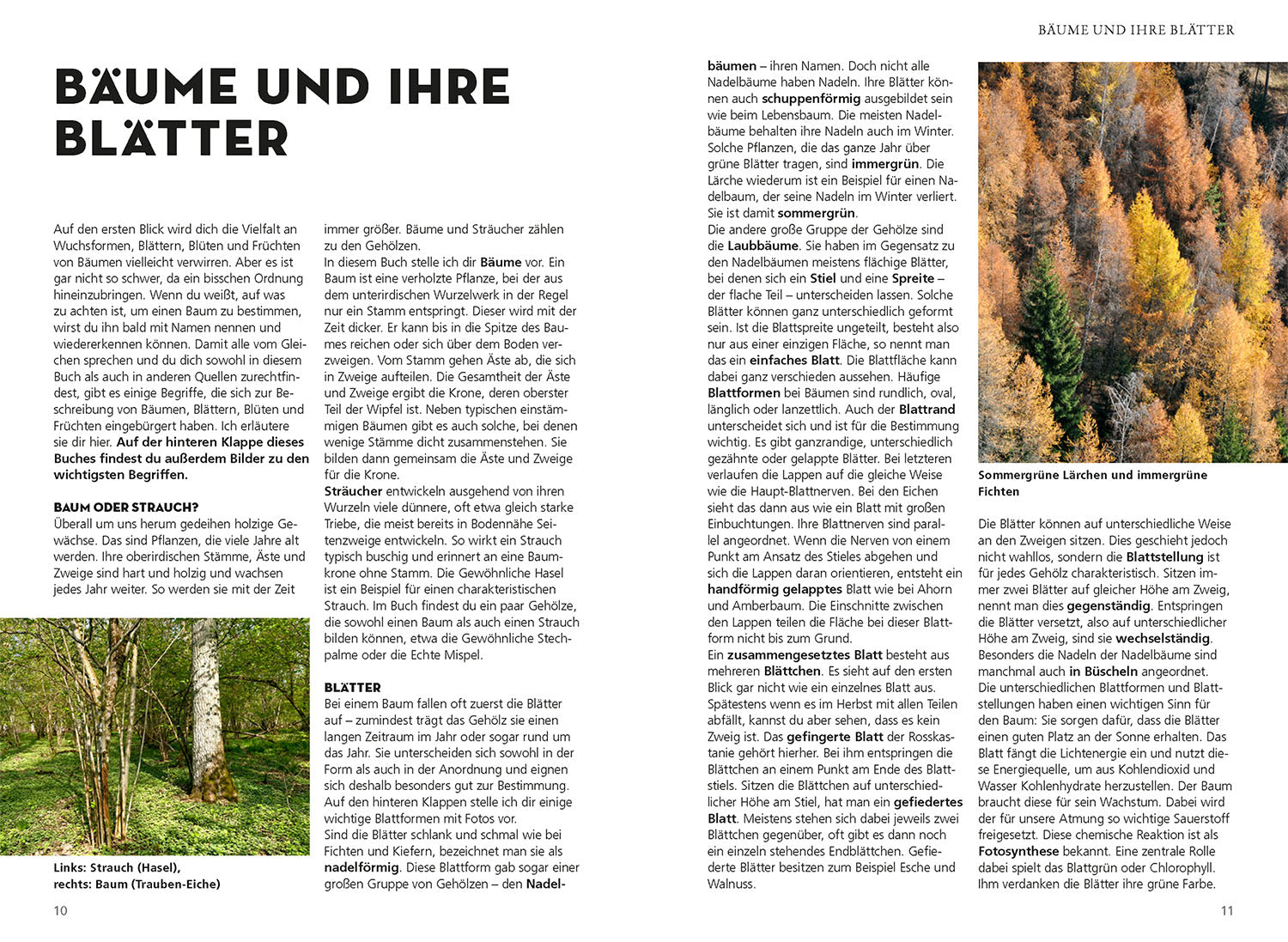 Die siehst du! Bäume