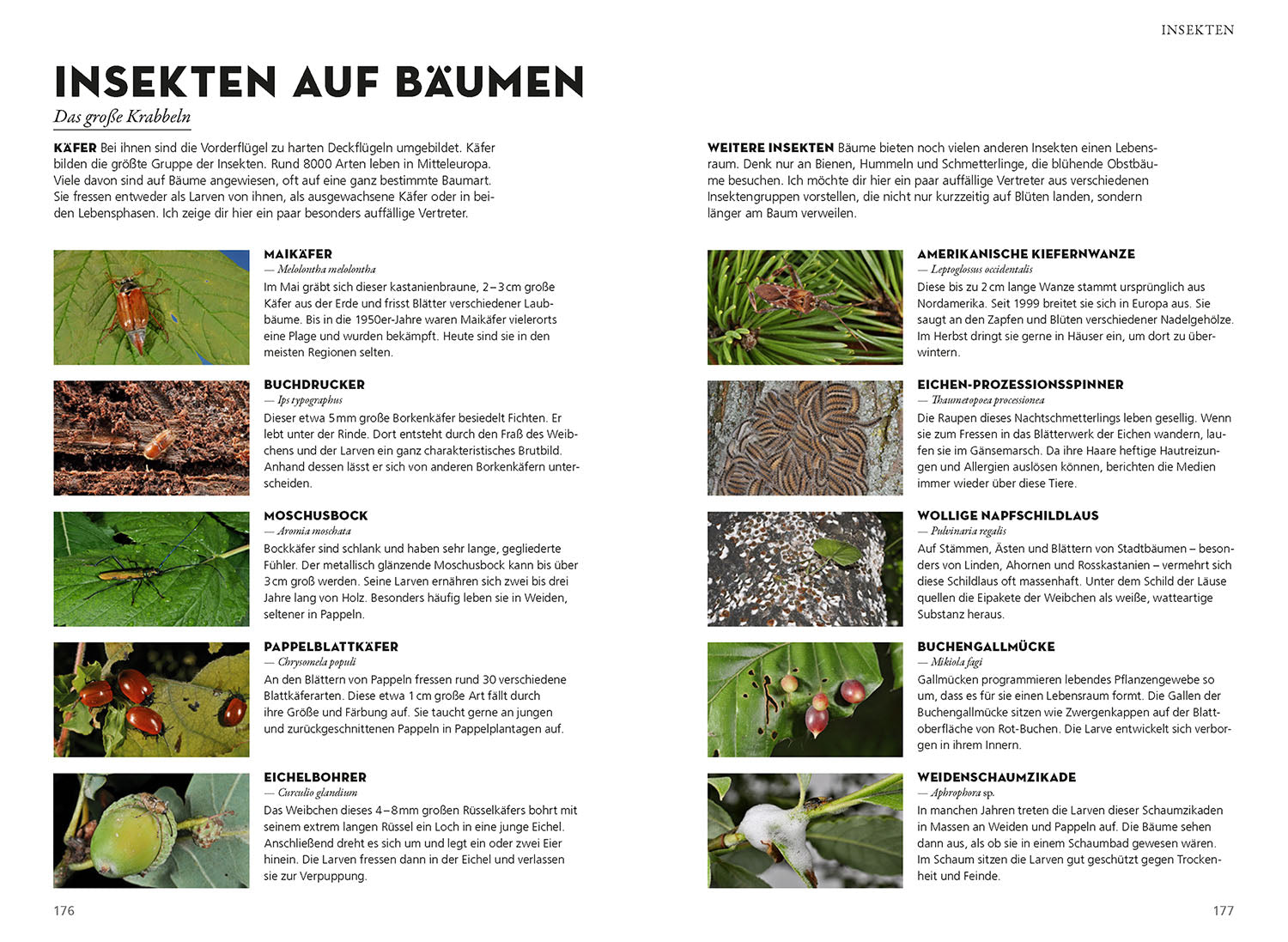 Die siehst du! Bäume