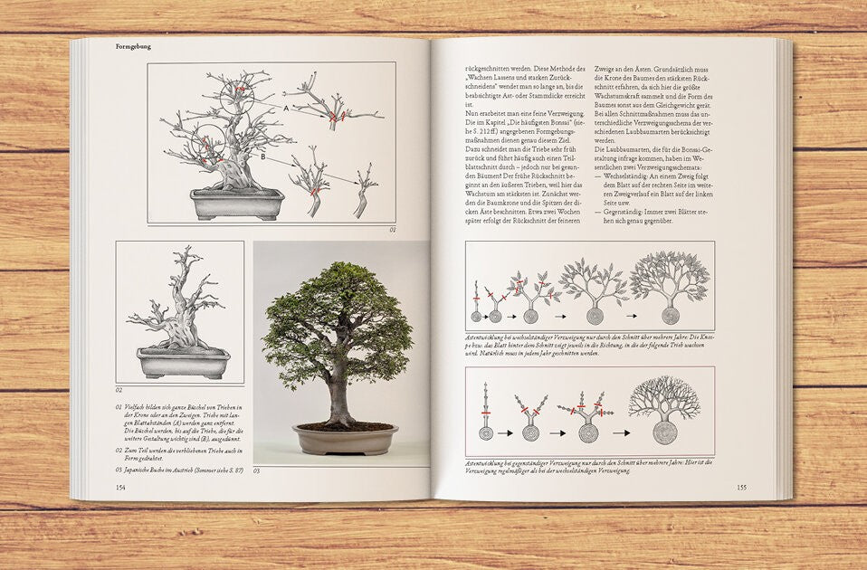 Die Grundstilarten des Bonsai