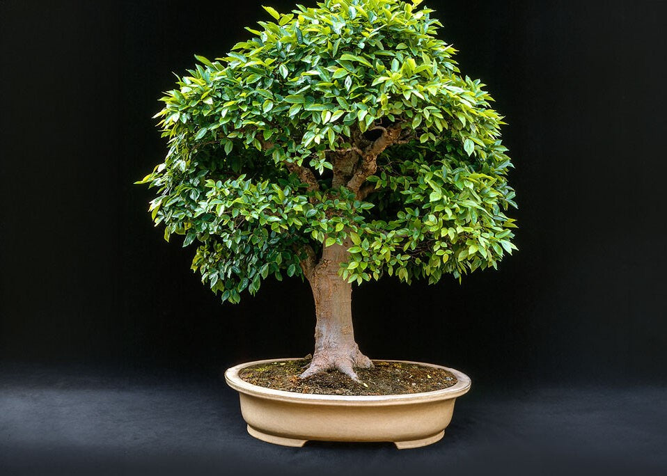 Der Weg zum eigenen Bonsai