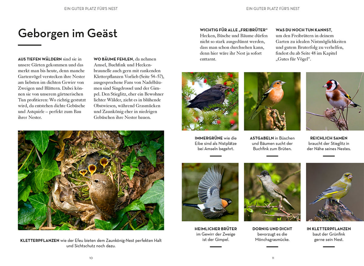 Mach was für Vögel