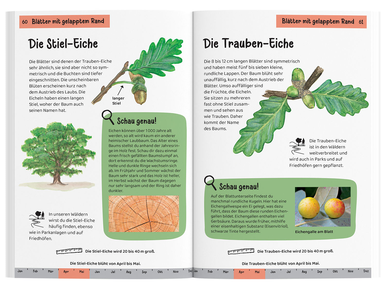 Welcher Baum ist das? Kindernaturführer