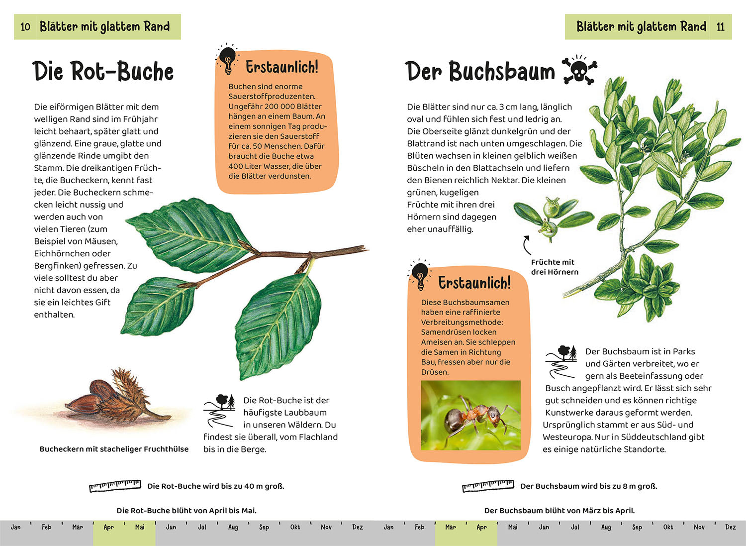 Welcher Baum ist das? Kindernaturführer