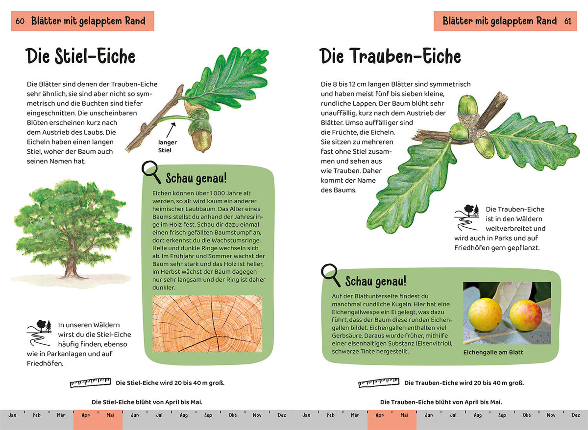 What tree is that? Children's Nature Guide