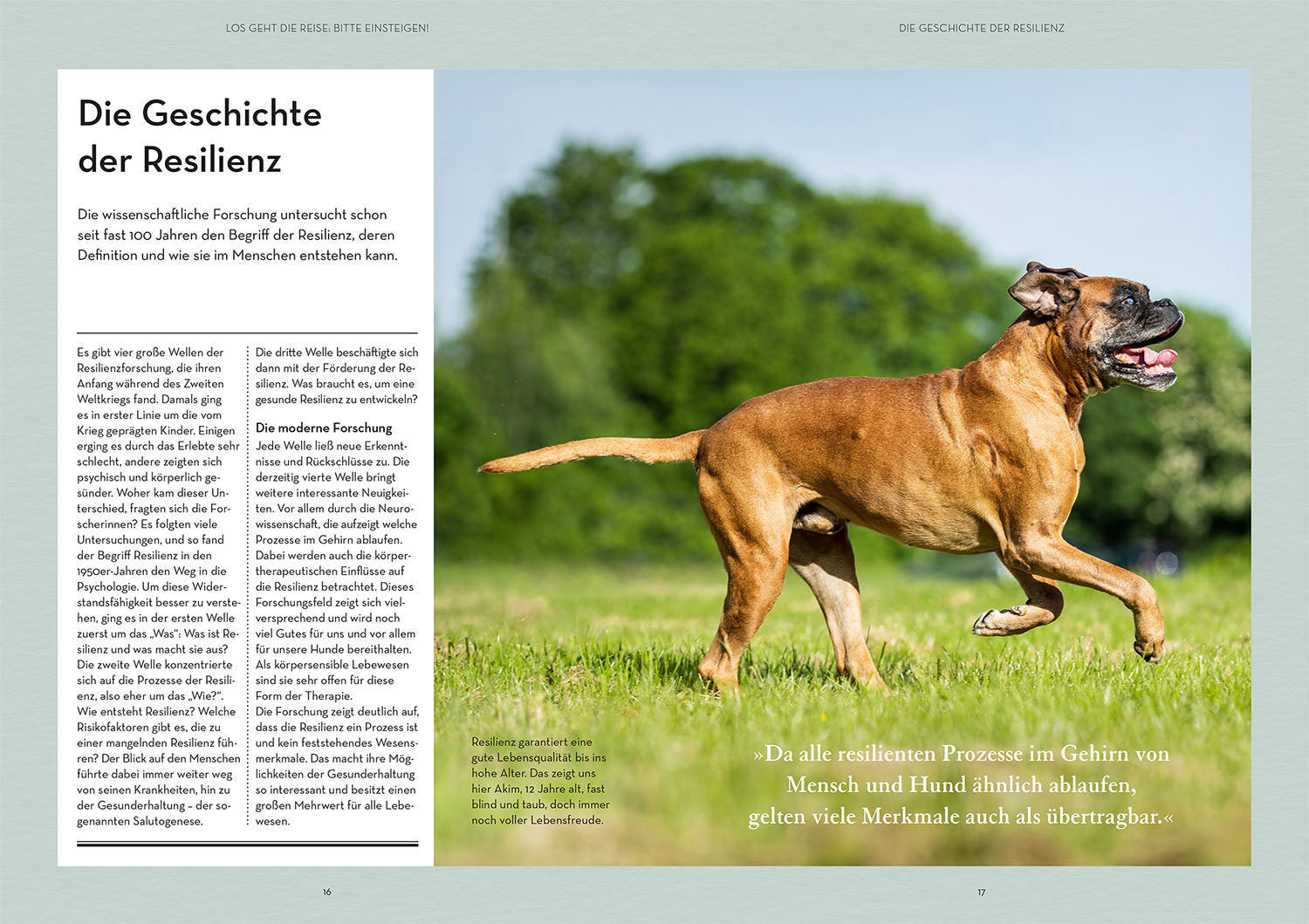 Resilienz bei Hunden