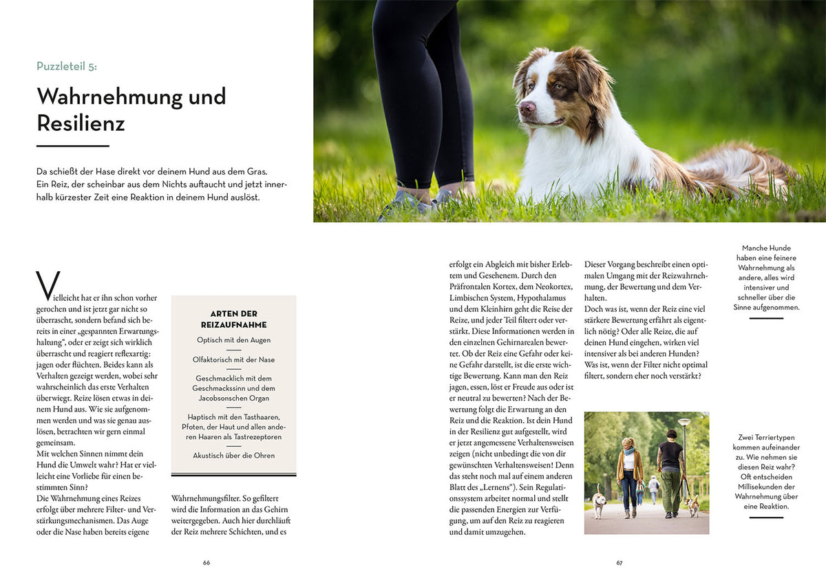Resilienz bei Hunden