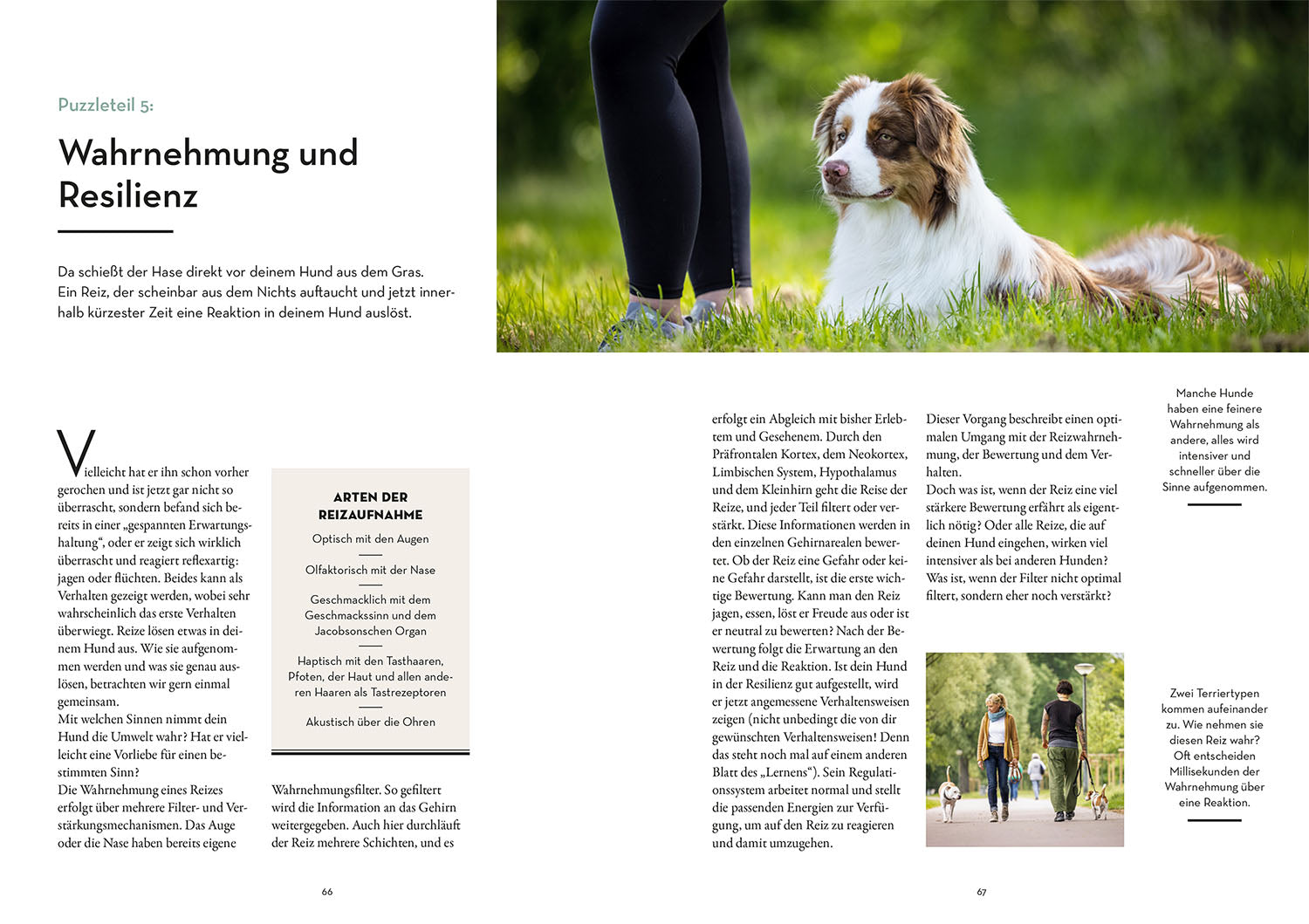 Resilienz bei Hunden