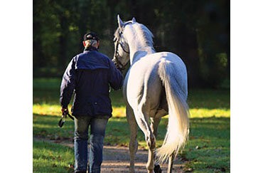 Eine besondere Verbindung zwischen Pferd und Reiter