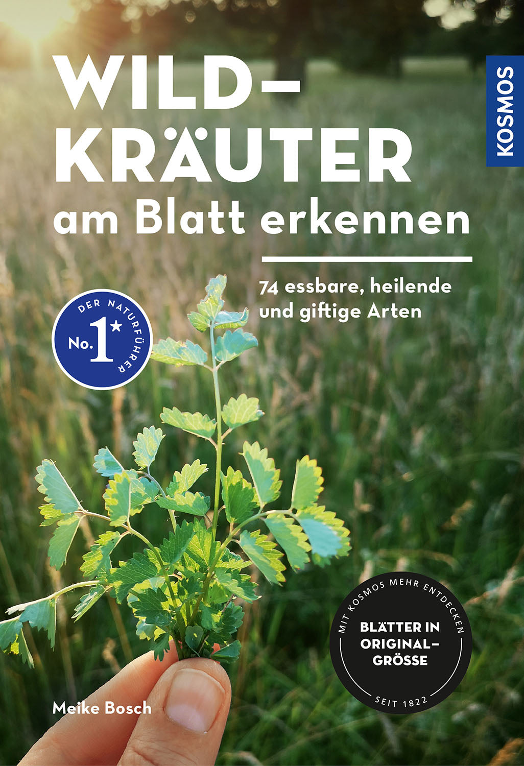 Identifying Wild Herbs by Leaf