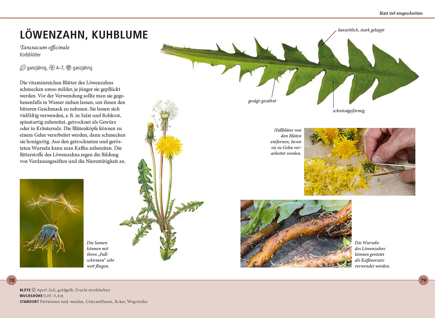 Wildkräuter am Blatt erkennen