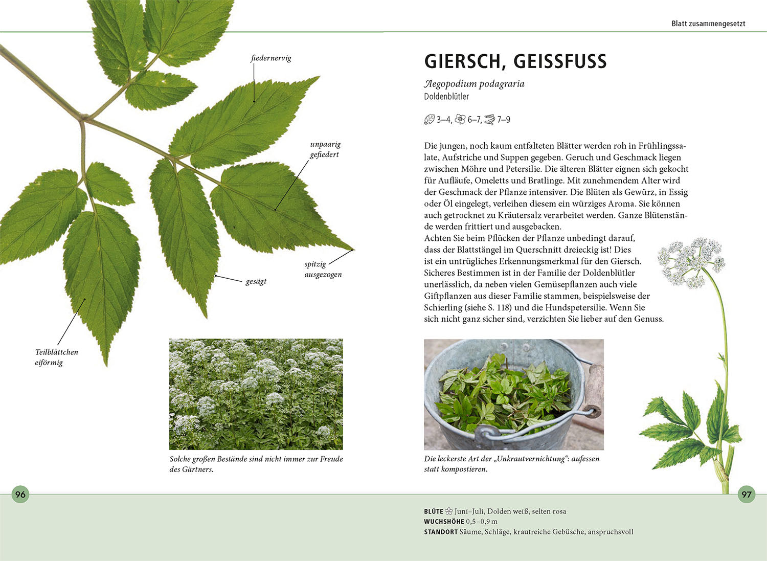Wildkräuter am Blatt erkennen