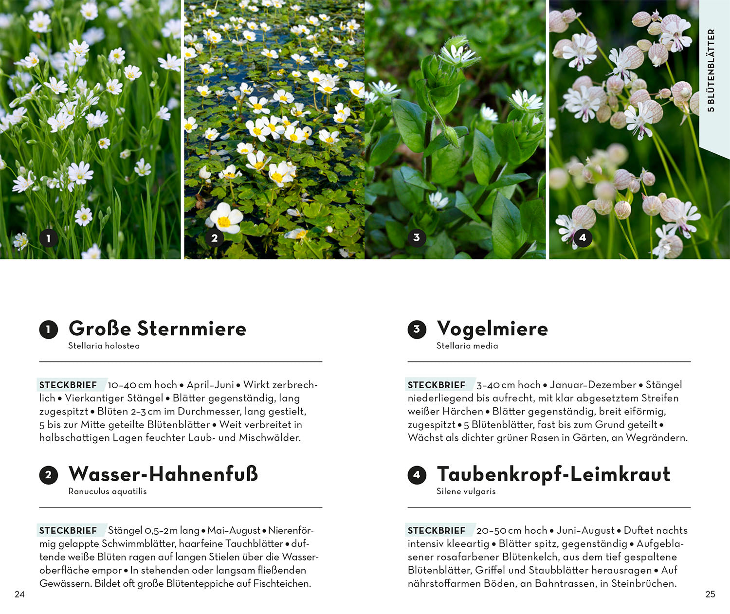 BASIC Blumen