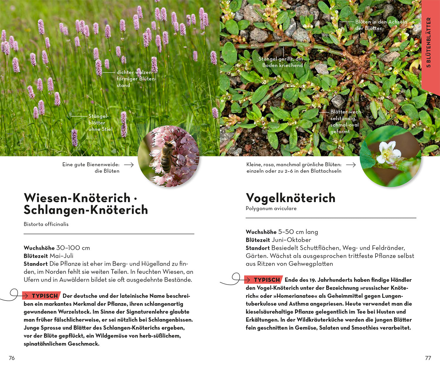 BASIC Blumen