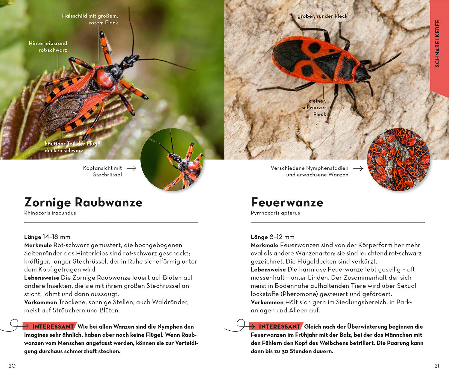 BASIC Insekten