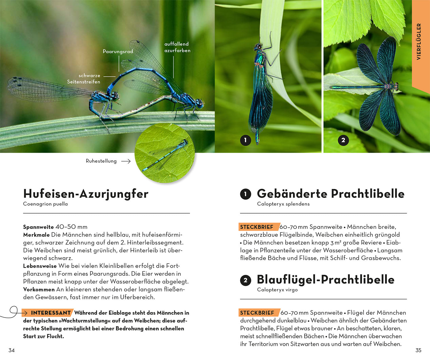 BASIC Insekten