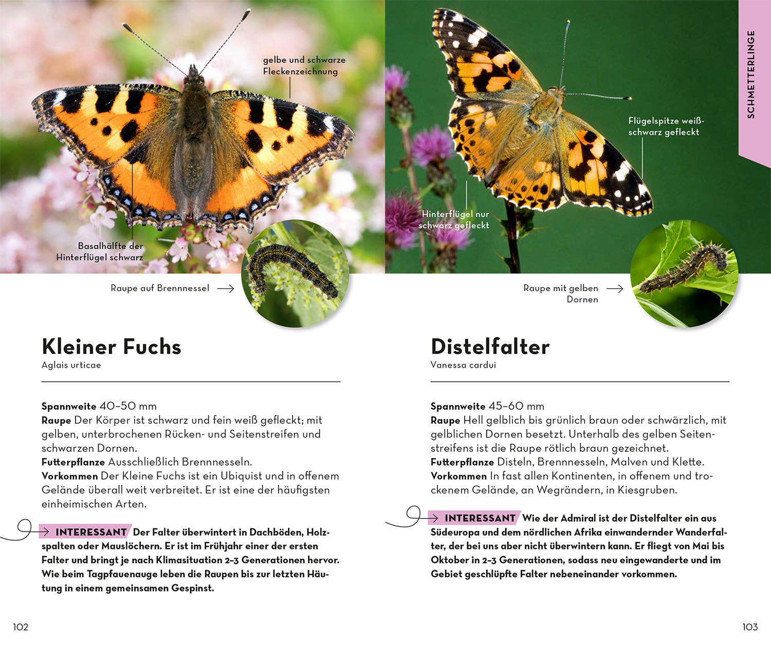 BASIC Insekten