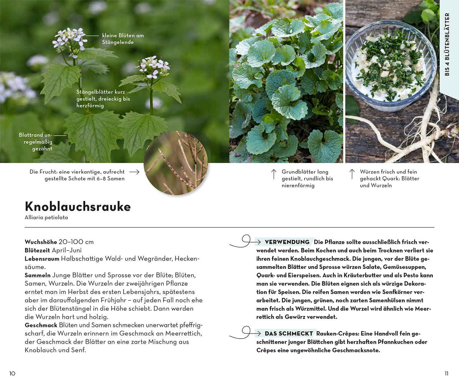 BASIC Fruits and Wild Herbs