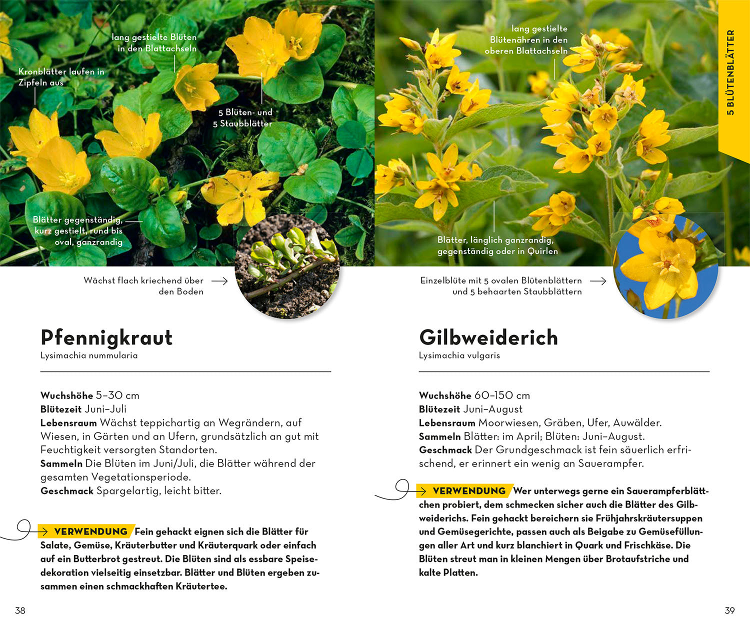 BASIC Früchte und Wildkräuter