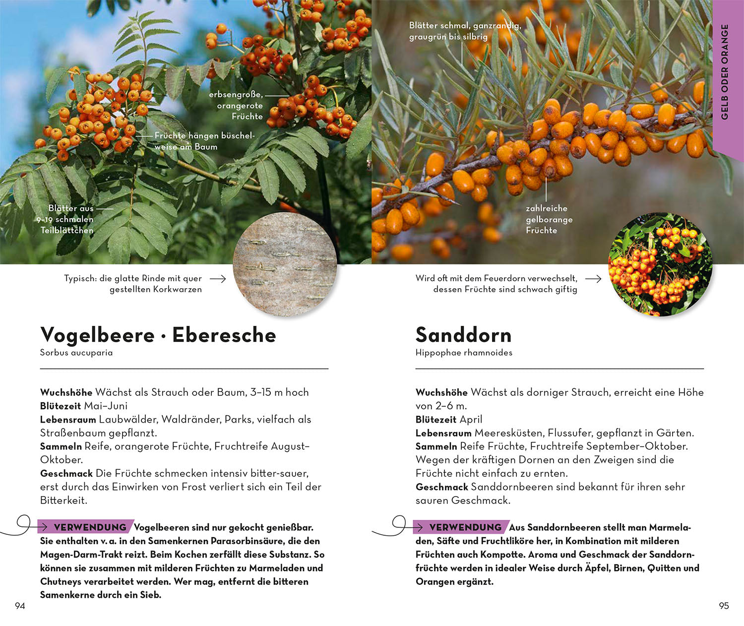 BASIC Früchte und Wildkräuter