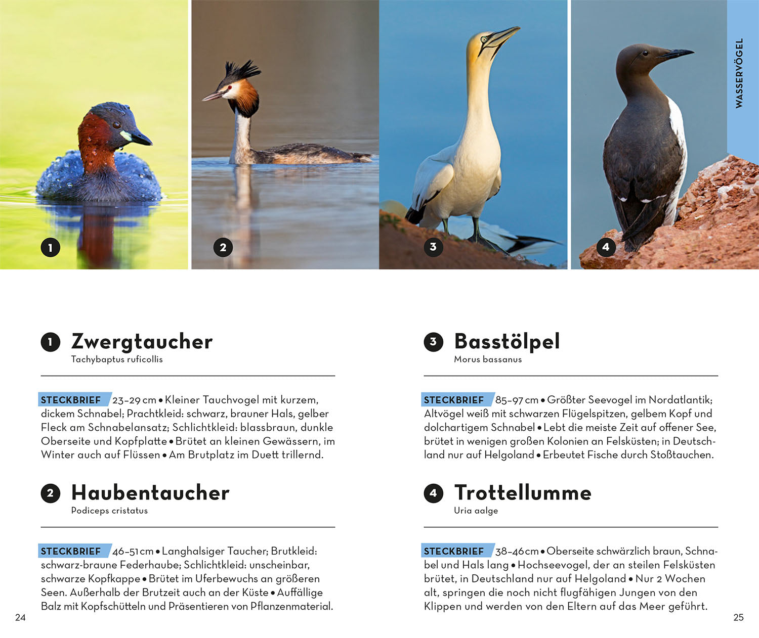 BASIC Vögel