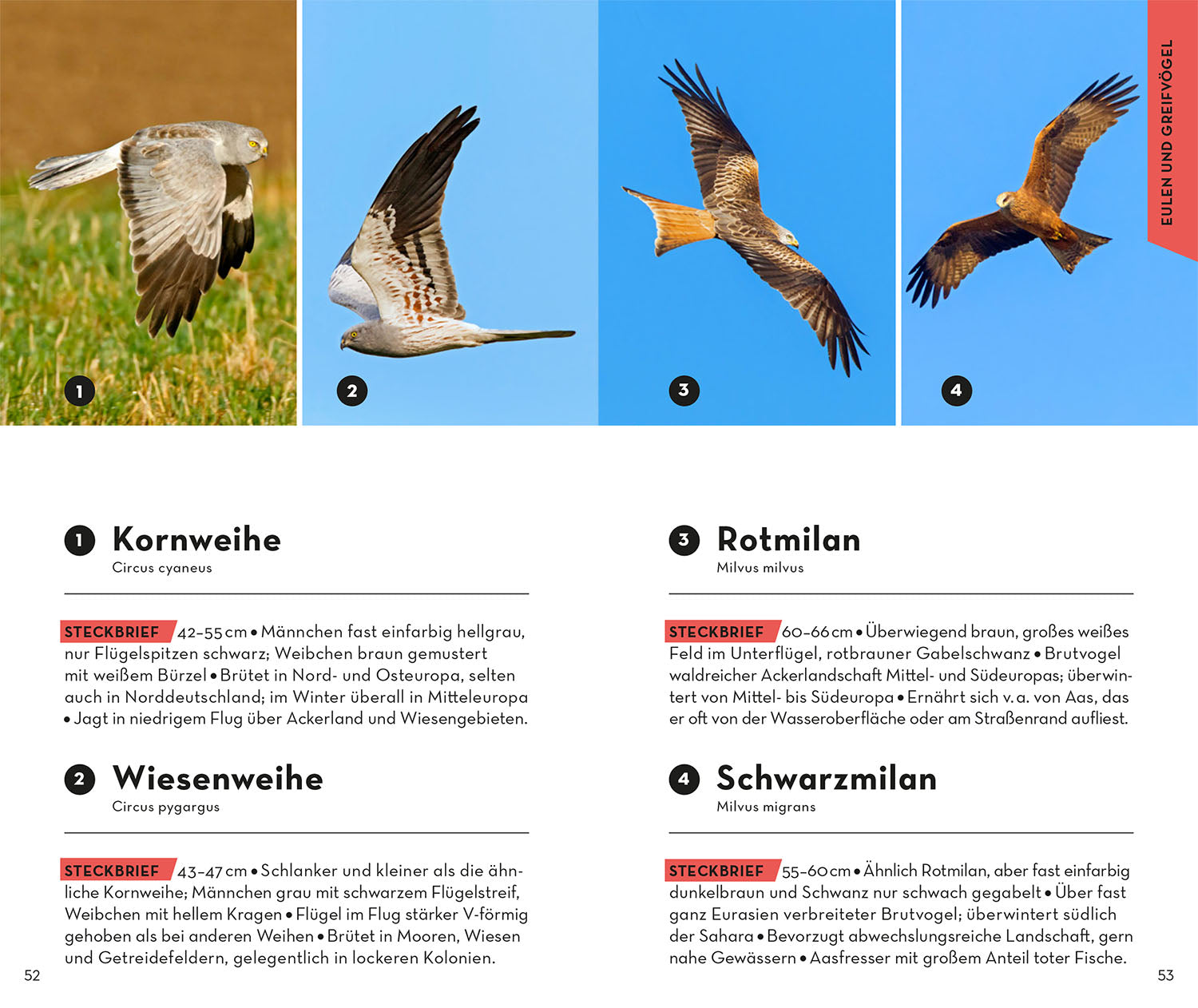 BASIC Vögel