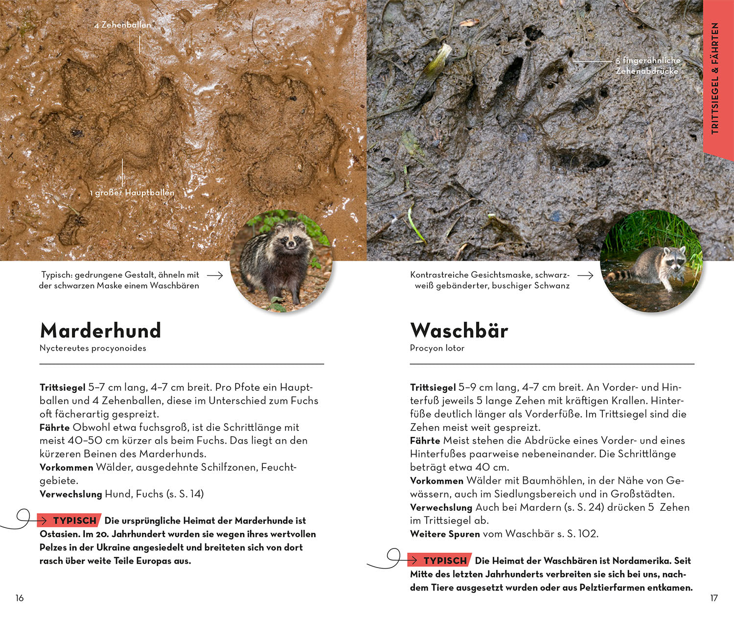 BASIC Tierspuren