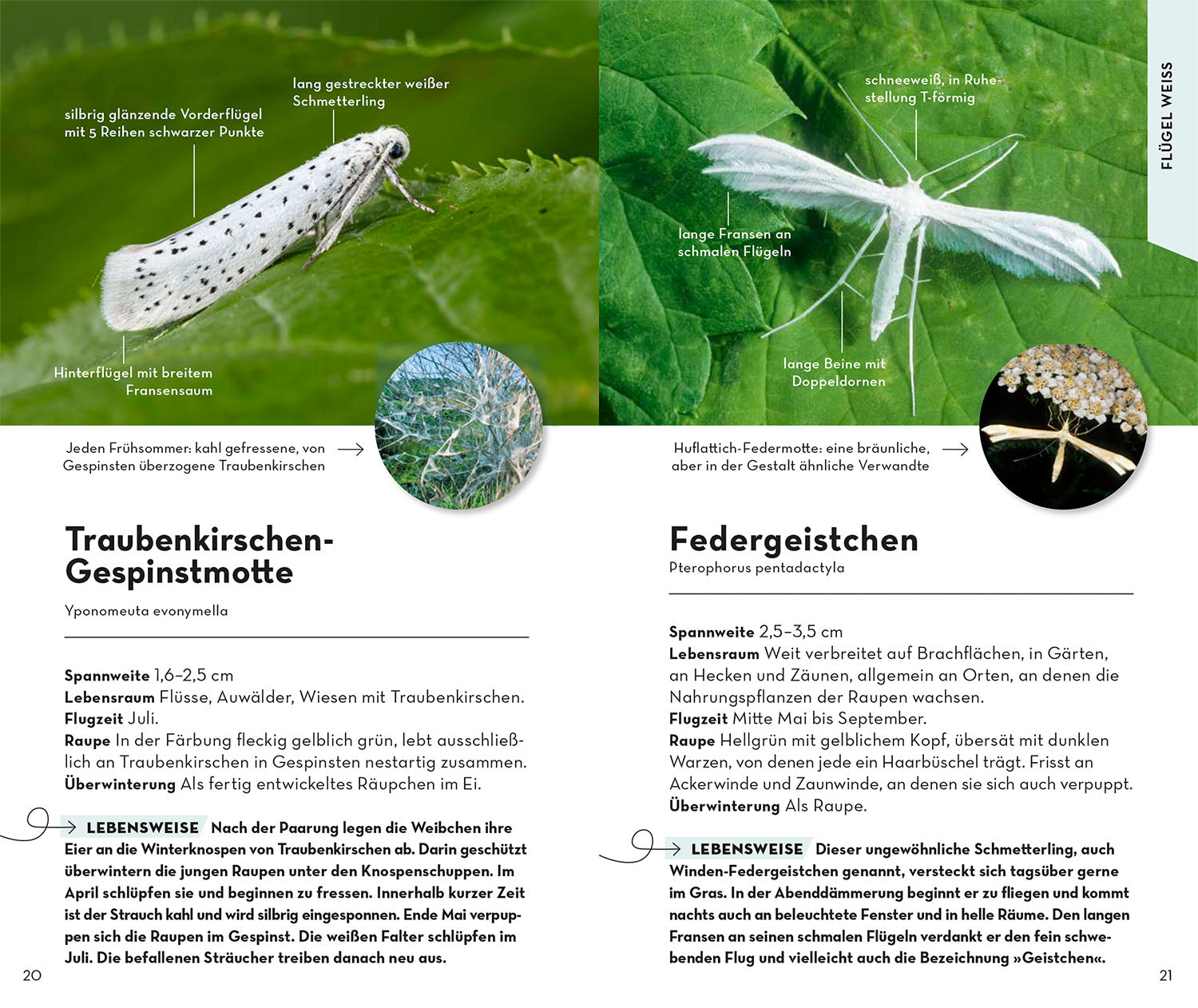 Basic Schmetterlinge